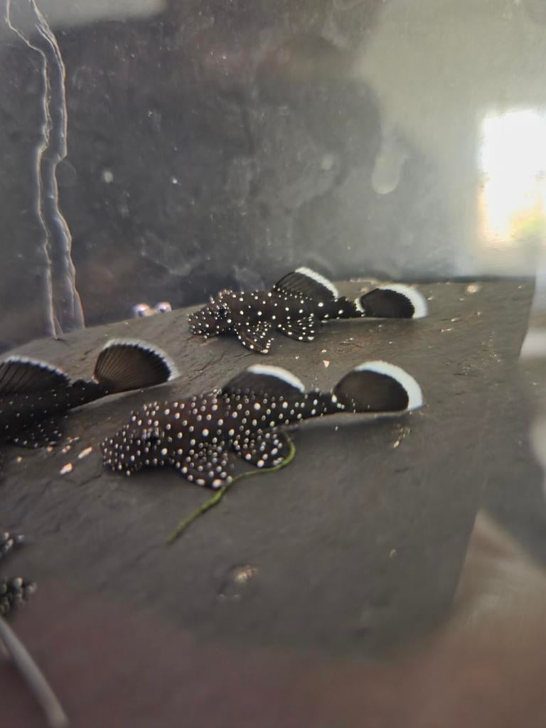 L181 jongen, Dieren en Toebehoren, Vis