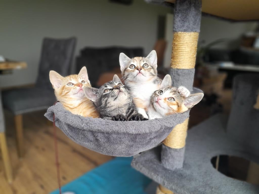 Binnenkort kittens, Poes, Kortharig, 0 tot 2 jaar