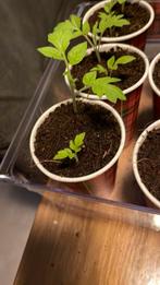 Tomaten stekjes S. Marzano - 2 per potje, Ophalen, Volle zon, Groenteplanten, Eenjarig