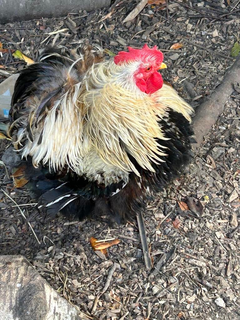 Cochin kriel krulveer haantje, Dieren en Toebehoren, Pluimvee, Mannelijk, Kip