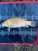 3 koi karpers, Karper of Koi