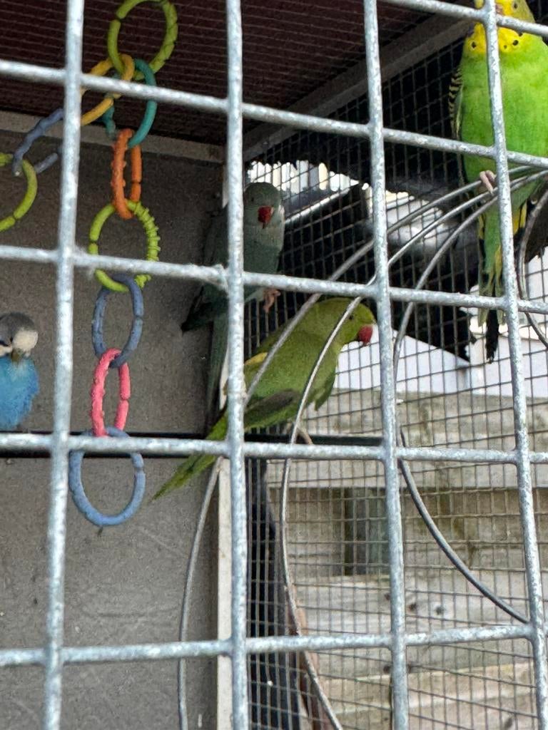 3 Mooie Halsbandparkieten (Geringd) - Blauw & Groen, Meerdere dieren, Parkiet, Geringd