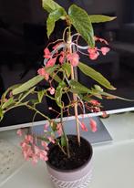 Bloeiende begonia tamaya plant, Huis en Inrichting, Kamerplanten, Ophalen, Halfschaduw, Minder dan 100 cm