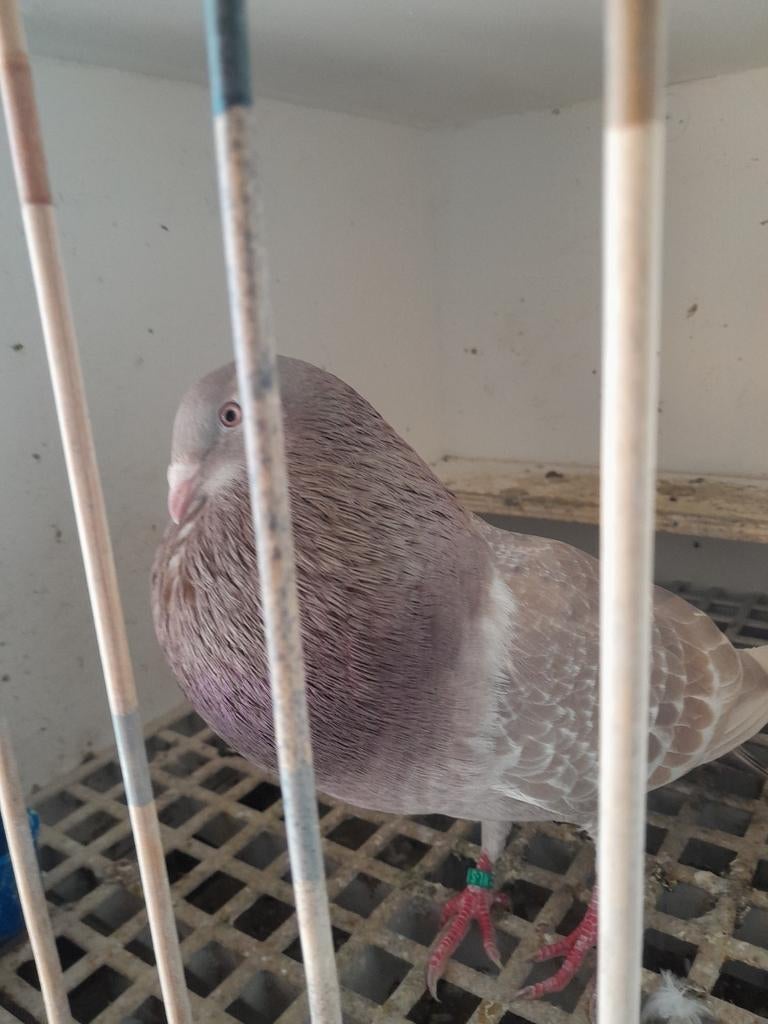 Bastaard gaditano, Vrouwelijk, Papegaai