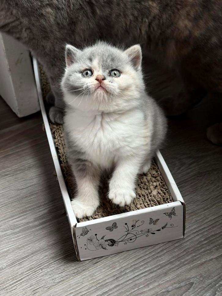 Brits korthaar kittens, Dieren en Toebehoren, Katten en Kittens | Raskatten | Korthaar, Meerdere dieren, 0 tot 2 jaar, Met stamboom