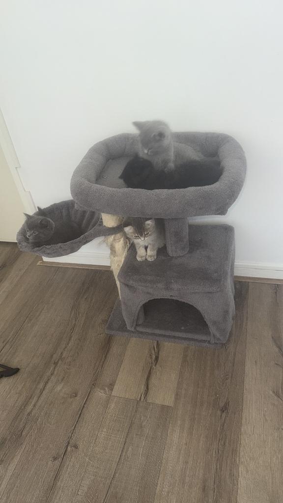 Britse korthaar kittens, Dieren en Toebehoren, Katten en Kittens | Raskatten | Korthaar, Meerdere dieren, Ontwormd