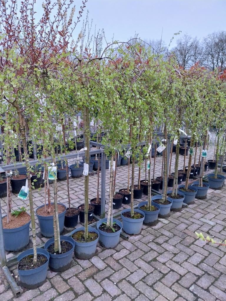 Treurberken op stam, Tuin en Terras, Ophalen, Volle zon