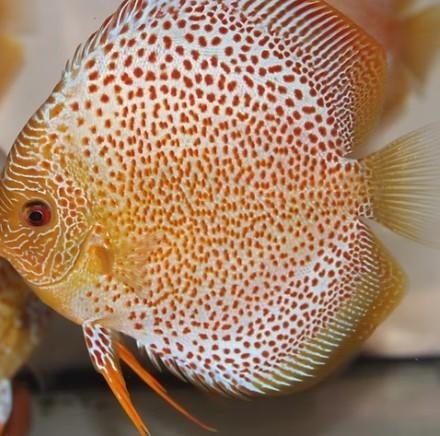 Eruption Discus ca 15/16 cm Koidream Valburg, Dieren en Toebehoren, Vis, Zoetwatervis