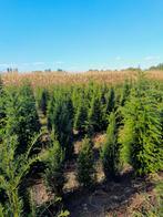 Taxus baccata., Tuin en Terras, Planten | Struiken en Hagen, Ophalen of Verzenden, Taxus, Haag, 100 tot 250 cm
