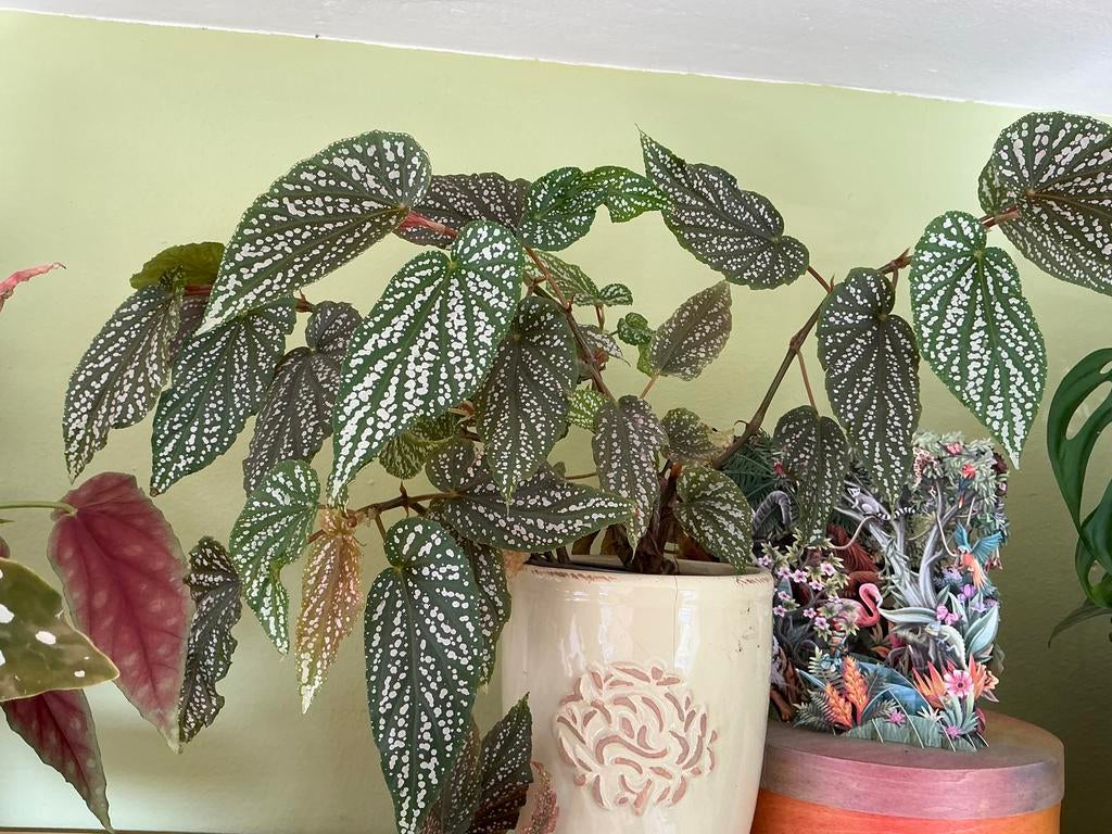 Stekken stippen begonia, Vaste plant, Bloeit niet, Halfschaduw, Ophalen