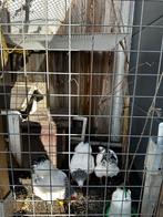 Kippen, Vrouwelijk, Kip