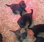 Mechelse herder pups KNPV IGP IPO SPORT, Dieren en Toebehoren, Honden | Herdershonden en Veedrijvers, Parvo, 8 tot 15 weken, Meerdere