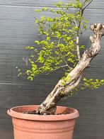 Bonsai goudiep, Halfschaduw, Overige soorten, Lente, Minder dan 100 cm