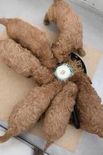 Australian labradoodle pups, Parvo, Overige rassen, 8 tot 15 weken, Meerdere