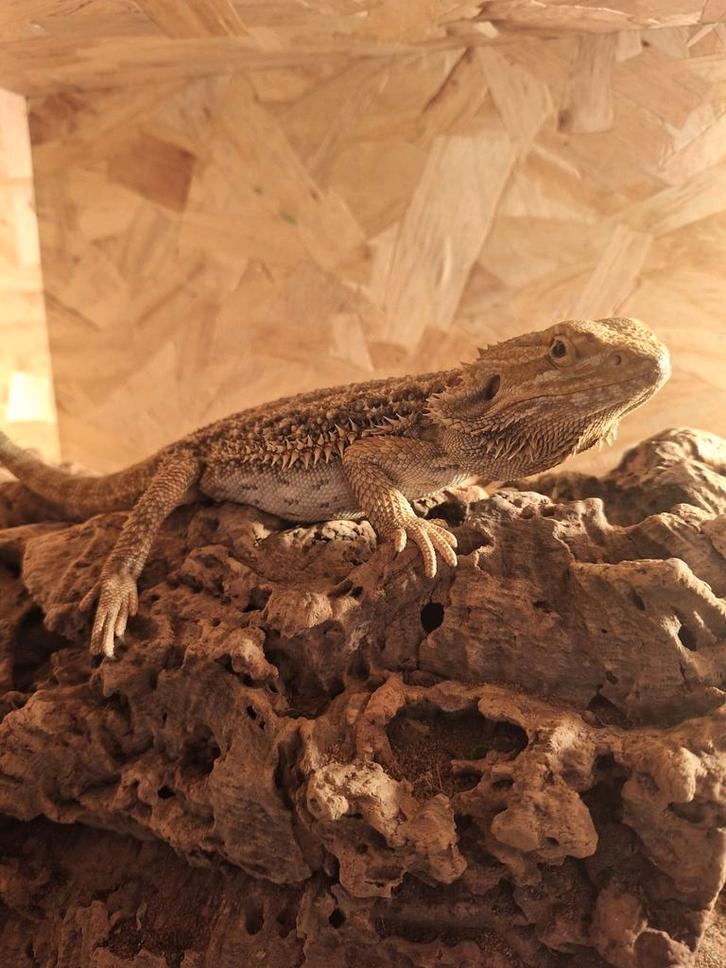 pogona vitticeps 0.1/baardagaam vrouw - handtam Bearded Dragon - female for sale from mic sonnemans