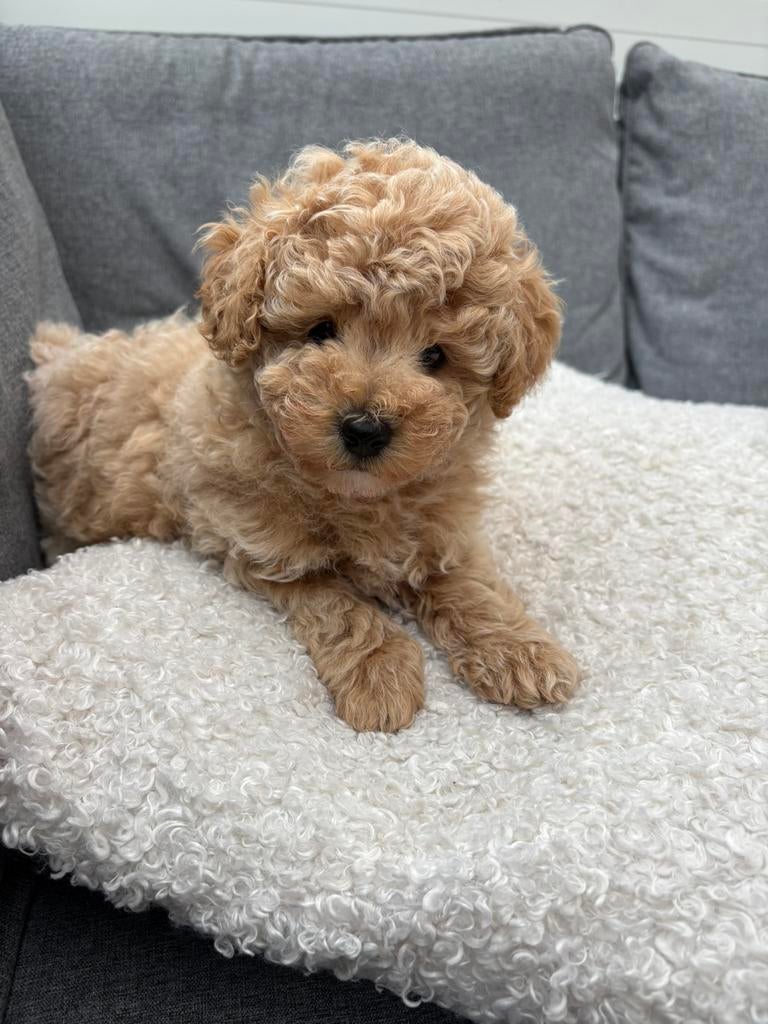 Toy poedel puppys toypoedel, Poedel, Parvo, Reu, 8 tot 15 weken