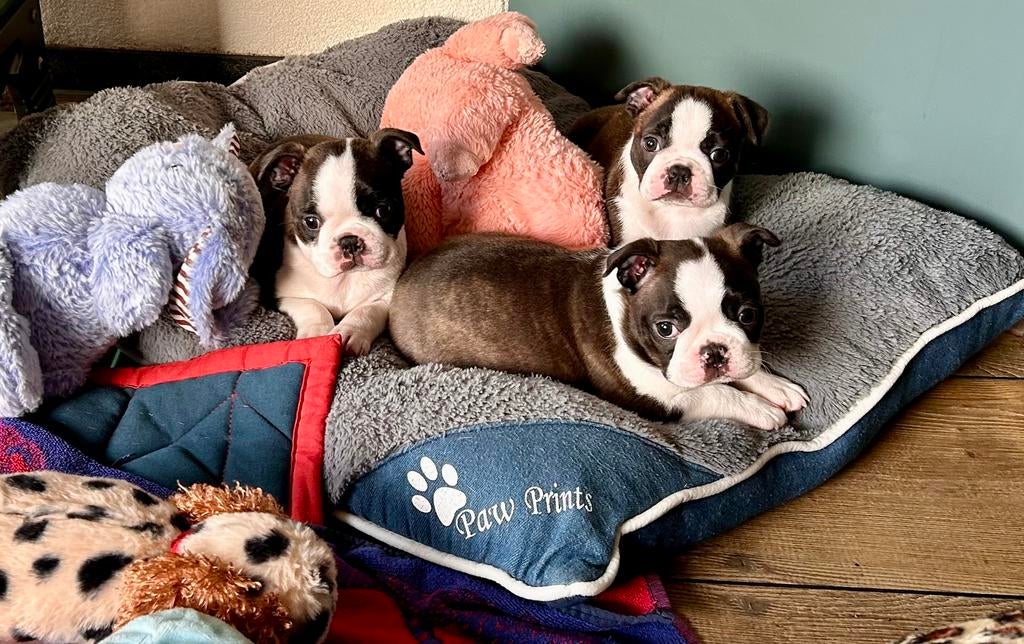 Boston terriër puppy, Dieren en Toebehoren, Parvo, 8 tot 15 weken, Meerdere, Nederland