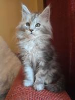 Prachtige Maine Coon kitten kater , shaded lijn!!, Kater, Met stamboom, 0 tot 2 jaar