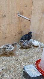 Trio Japanse kwartels natuurbroed, Meerdere dieren