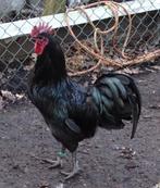 Gratis Haan, Dieren en Toebehoren, Mannelijk, Kip