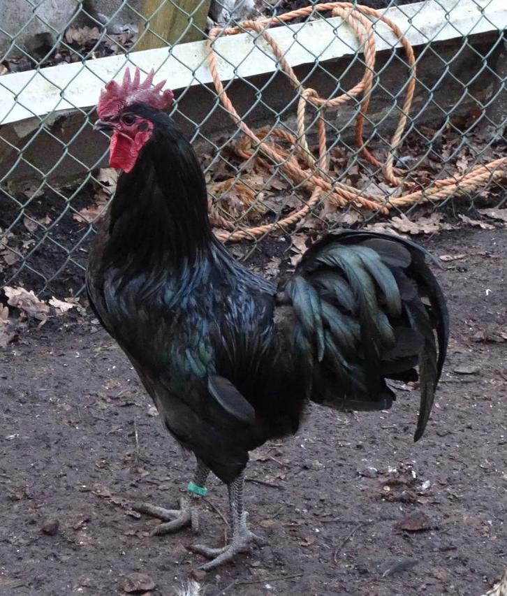 Gratis Haan, Dieren en Toebehoren, Pluimvee, Kip, Mannelijk