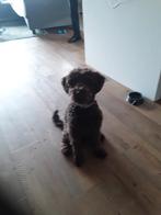 Mini labradoodle  donkerbruin, Dieren en Toebehoren, Honden | Chihuahua's en Gezelschapshonden, 15 weken tot 1 jaar, Overige rassen