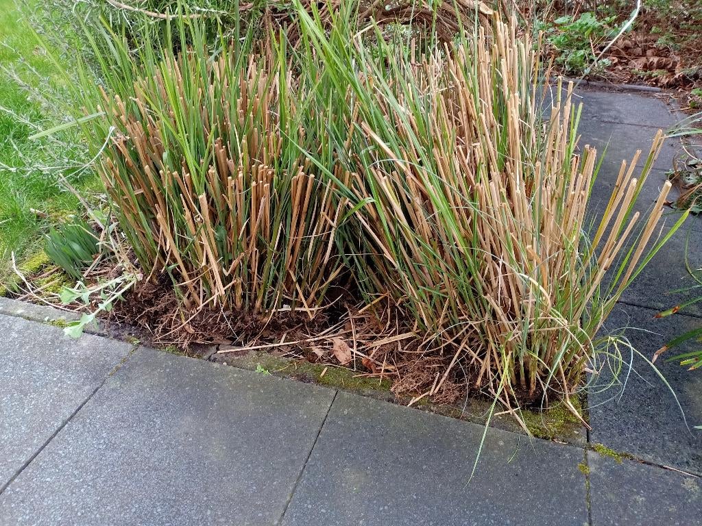 Siergras Miscanthus, Tuin en Terras, Planten | Tuinplanten, Ophalen, Volle zon, Vaste plant, Siergrassen