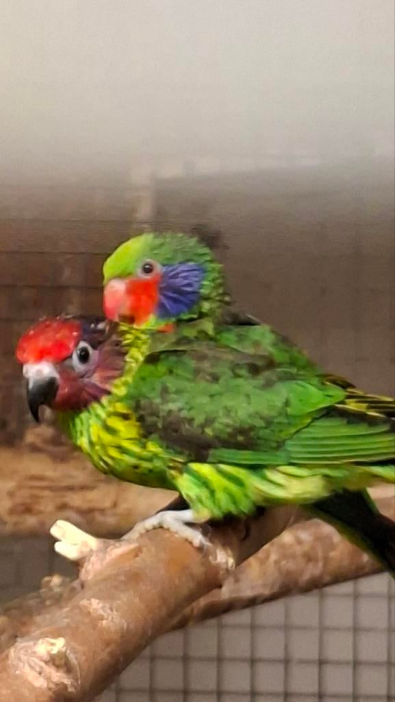 Roodflank lori, Dieren en Toebehoren, Vogels | Parkieten en Papegaaien, Mannelijk, Papegaai, Geringd