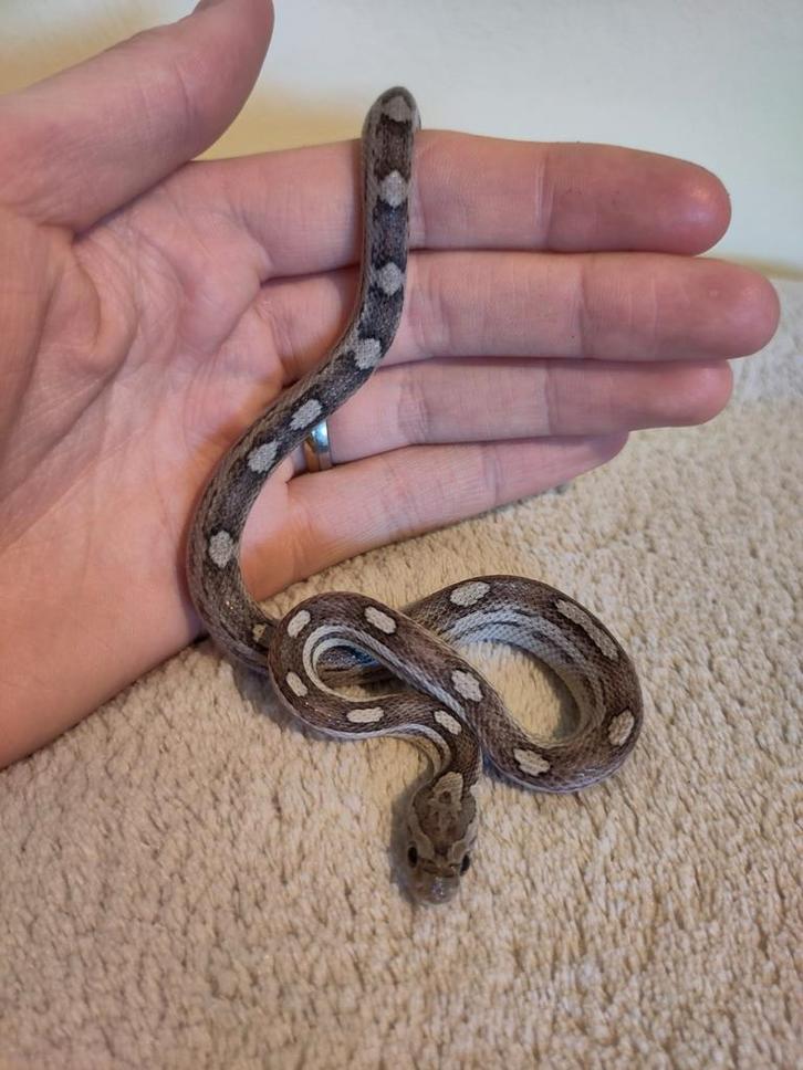 Rode rattenslang, Pantherophis guttatus, NK25 A Motley 0.0.1 Rat Snake - male for sale from Stella's Animals