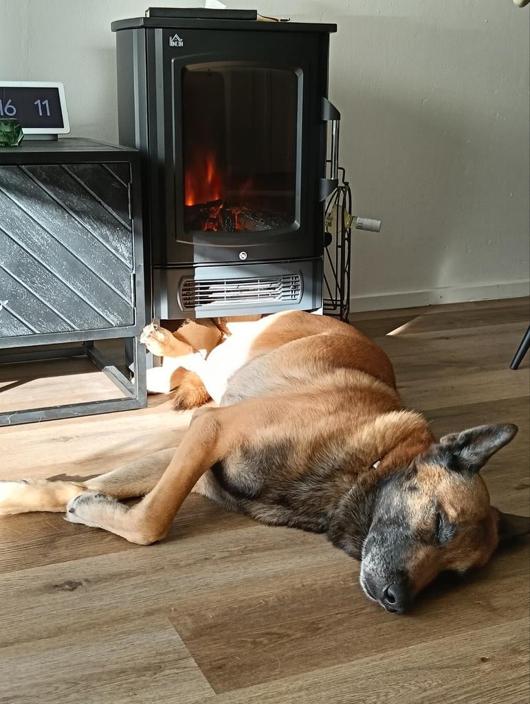 Forever home gezocht!, 6 jaar of ouder, Reu, Eén hond, Herder