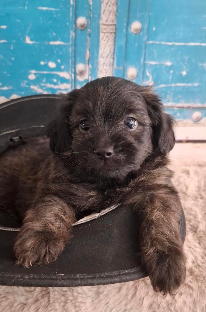 Grappige, goed gezonde doodle (pomapoo)pupjes❤️, Parvo, Overige rassen, 8 tot 15 weken, Meerdere
