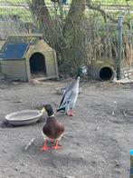 2 woerden af te halen, Mannelijk, Eend