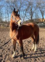 2 fijne fok/draagmerrie’s, Dieren en Toebehoren, Merrie, Met stamboom, Niet van toepassing, 11 jaar of ouder