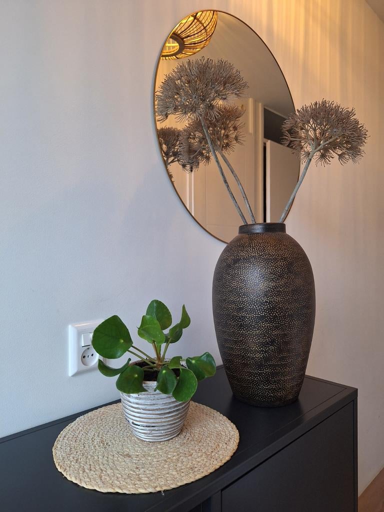 Pannenkoekenplant (Pilea peperomioides) in pot, Huis en Inrichting, Kamerplanten, Ophalen, In pot, Minder dan 100 cm