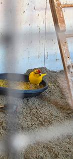 Kakriekie man, Mannelijk, Parkiet