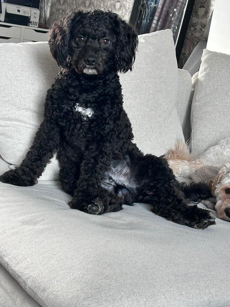 Lieve Jonge Malipoo reutje Bennie zoekt een gouden mand, 1 tot 2 jaar, Eén hond, Nederland, Particulier