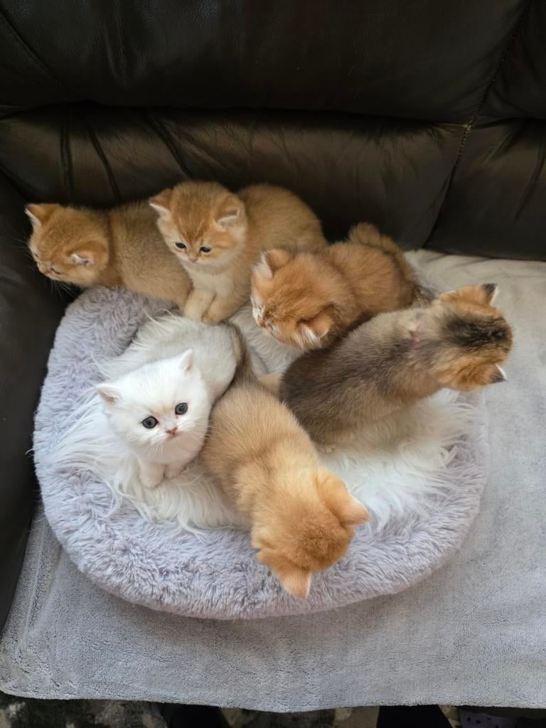 Britse Black Golden Shaded kittens (GERESERVEERD), Dieren en Toebehoren, Katten en Kittens | Raskatten | Korthaar, Meerdere dieren