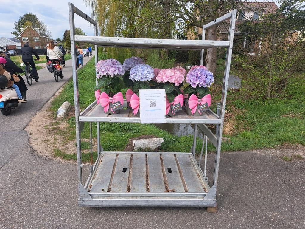 Hortensia eenstammers - Roze, blauw en paars, Tuin en Terras, Planten | Tuinplanten, Ophalen, Vaste plant, Siergrassen, Halfschaduw