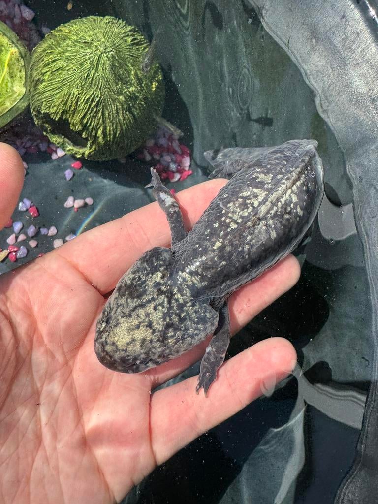 Axolotl vrouw, Amfibie, 0 tot 2 jaar