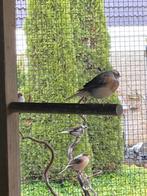 Kanarie man, Dieren en Toebehoren, Vogels | Overige Vogels, Mannelijk