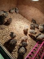 Ongesekste jonge japnase kwartels, Dieren en Toebehoren, Pluimvee, Geslacht onbekend, Overige soorten