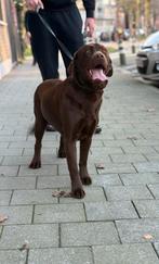 Prachtige Labrador Teefje, Dieren en Toebehoren, België, Particulier, 1 tot 2 jaar, Teef