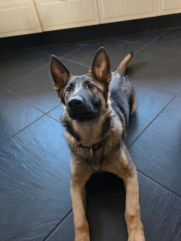 Top-sport Duitse herder teef te koop, Dieren en Toebehoren, Honden | Herdershonden en Veedrijvers, Teef, Herder, Particulier, Eén hond