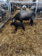 Blauwe texelaar, Dieren en Toebehoren, Vrouwelijk, Schaap