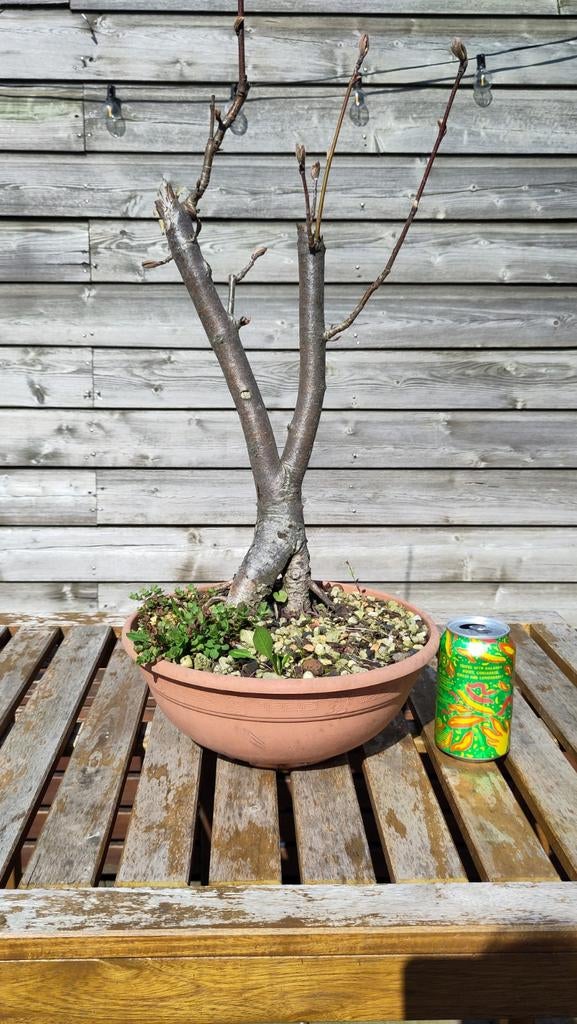 Wilde Lijsterbes (Sorbus aucuparia) Pre-Bonsai, Tuin en Terras, Volle zon, Vaste plant, Lente, Ophalen