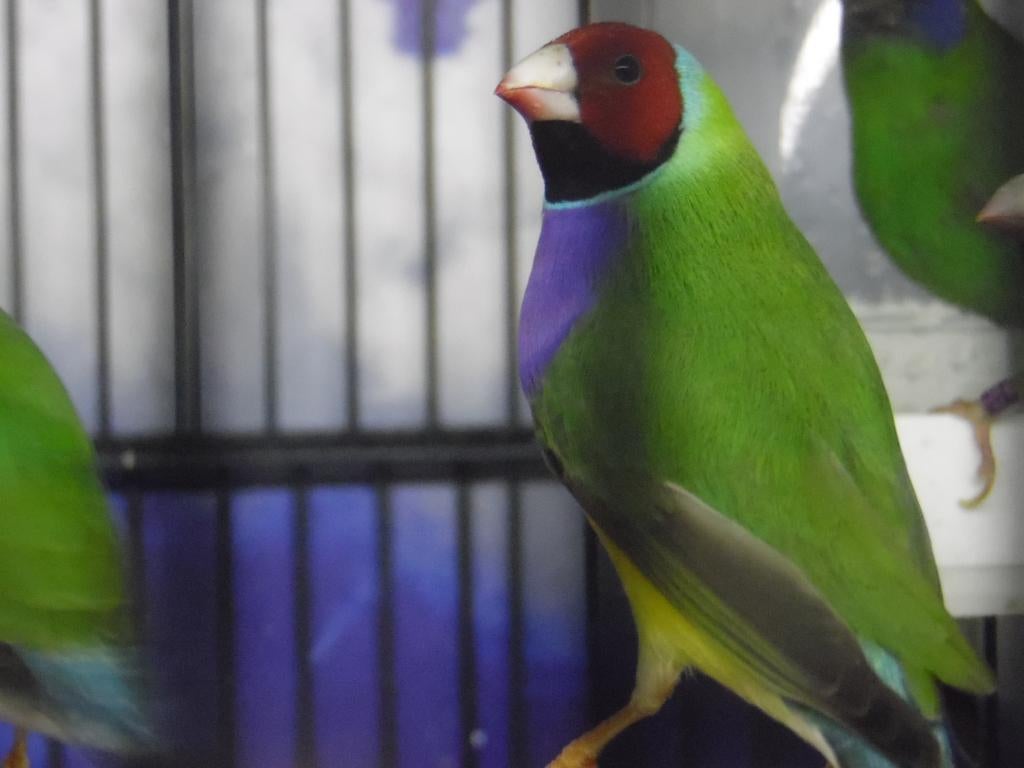 Gouldamadine | Passend advies Tropische vogels, Meerdere dieren, Tropenvogel