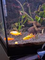 Gourami's koppel,goud barbelen en een muisbotia., Vis