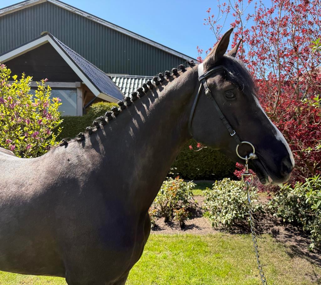 Chique 5 jarige ruin met veel potentie!, Gechipt, Ruin, Niet van toepassing, Springpony