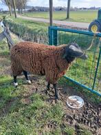 Te koop  grote zwartbles dekbok, Dieren en Toebehoren, Schapen, Geiten en Varkens, Mannelijk, Schaap, 0 tot 2 jaar