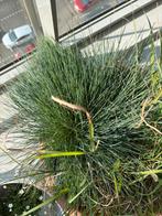 Schapengras, Ophalen, Volle zon, Vaste plant, Siergrassen